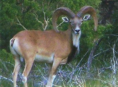 Image result for Afghan Urial