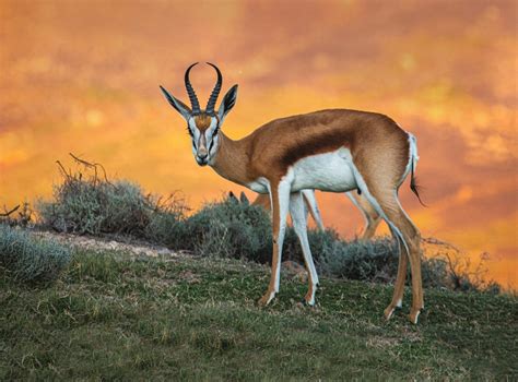 Wild Animals Springbok に対する画像結果