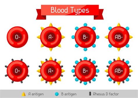 Image result for Blood Types Example for Codominance