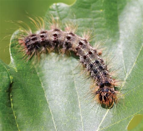 Gypsy Moth in Canada に対する画像結果