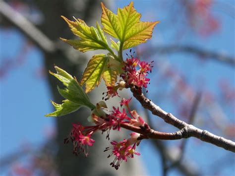 Image result for Red Maple Tree in Spring