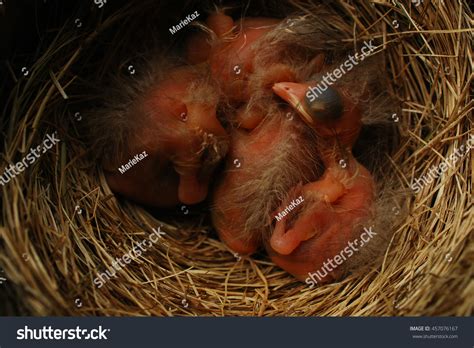 Robin Hatchlings に対する画像結果