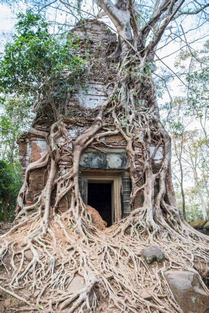 Bildergebnis für Tree Root Architecture