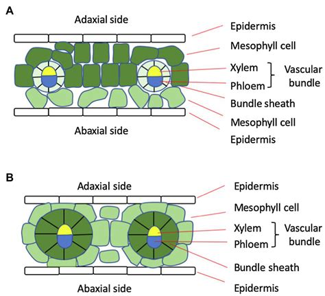 Mesophyll Cells Diagram に対する画像結果