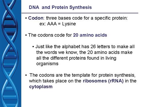 Image result for Protein Synthesis Codon