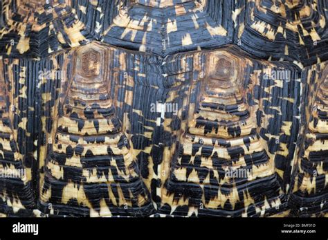 Leopard Tortoise Shell Rot కోసం చిత్ర ఫలితం