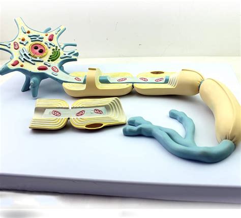 Image result for Biological Neuron Model. Image