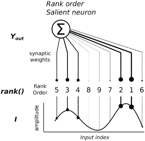 Image result for Rank Order Coding Neural Network