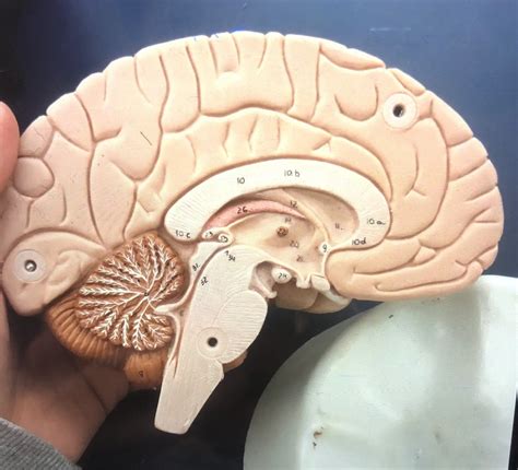 Image result for Brain Model Description Card