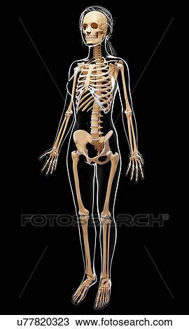 Image result for Female Skeleton for Drawing