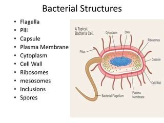 Image result for Structure of Bacteria Life Science