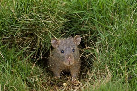 Résultat d’images pour Animal That Is Digging