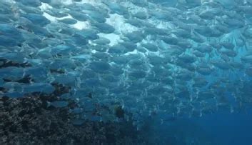 Bildergebnis für Water Column Coastal