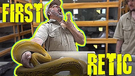 Image result for Normal Retic Python's