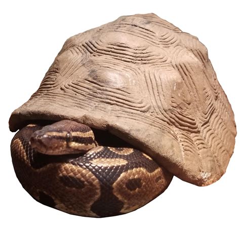 Spain Turtle Python Turtle に対する画像結果