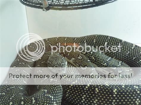 Image result for Diamond Python Eye Colour