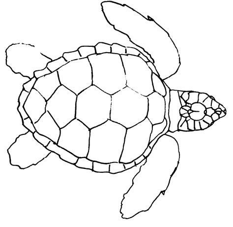 Image result for Turtle Draw