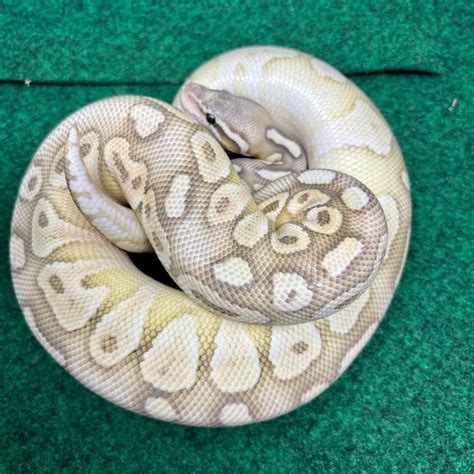 Image result for Pastel Lesser Banana Pie Ball Python