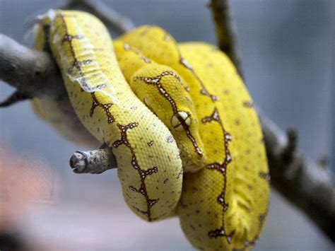 Image result for Red Green Tree Python
