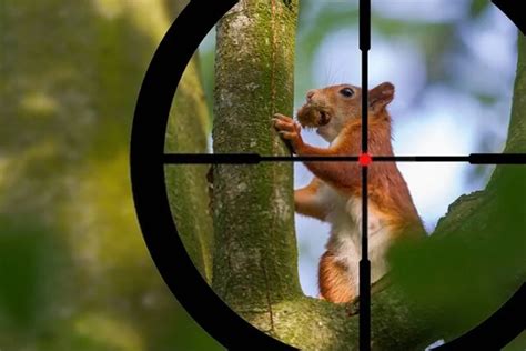 Image result for Squirrel Hunting Exploding Pellets