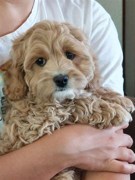 Image result for Cockapoo Breeders