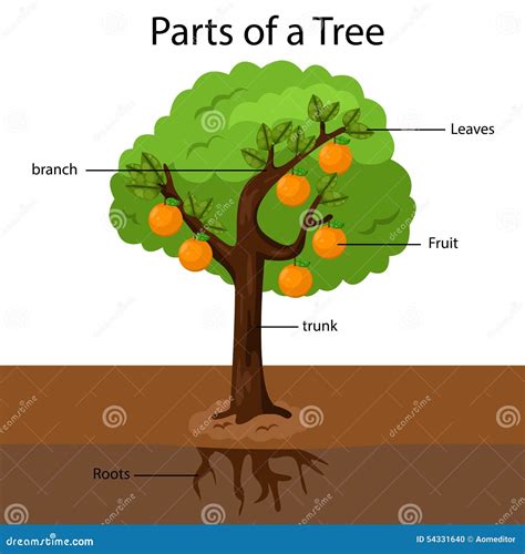 Tree Parts Sorting-এর ছবি ফলাফল