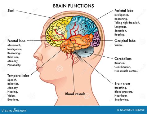 Image result for Brain Function