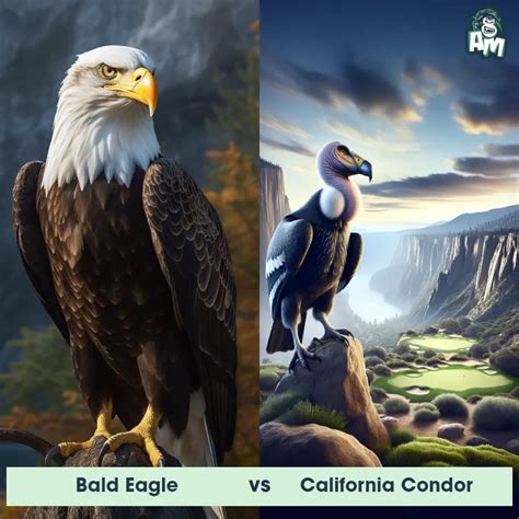 Image result for Condor vs Albatross