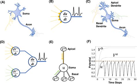 Image result for Neural Spiking Coding and Encoding