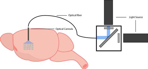 Optical Probe in Optogenetics に対する画像結果