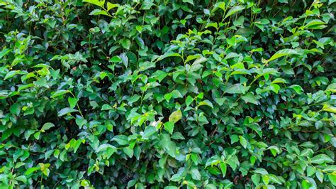 Toradh íomhá ar Tea Species