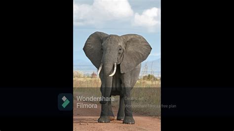 Elephant Rumble Song Sound Effect に対する画像結果