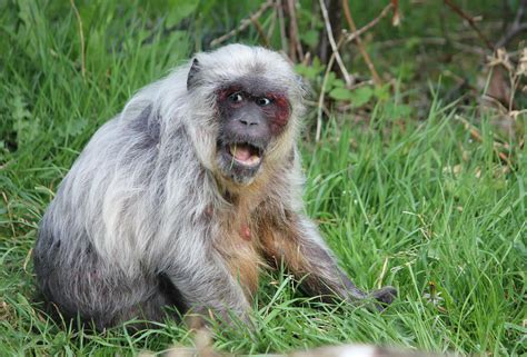 Monkey Fakemon に対する画像結果