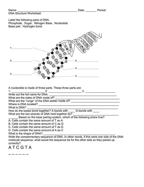 Toradh íomhá ar Decoding DNA Worksheet