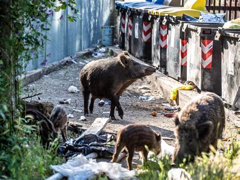 Italian Wild Boar に対する画像結果