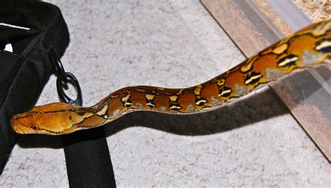 Image result for Sulawesi Python