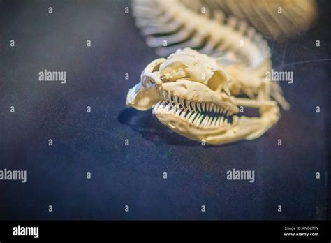 Image result for Python Snake Skeleton