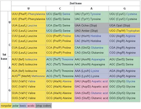 Image result for Protein Synthesis Codon