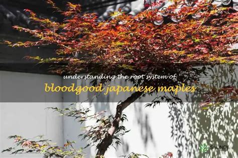 Image result for Japanese Maple Root System
