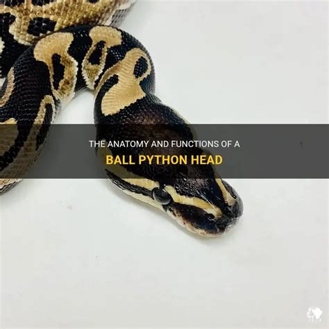 Afbeeldingsresultaten voor Python Head in a Game