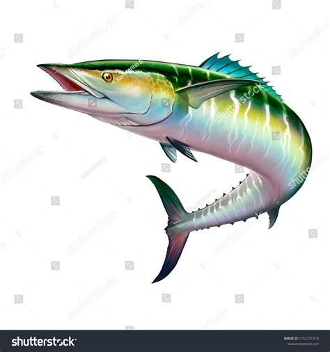 Image result for Wahoo Fish Anatomy Diagram