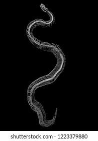 Toradh íomhá ar Ball Python Skeleton