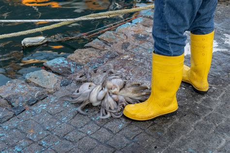 Toradh íomhá ar Flipping Octopus Faces