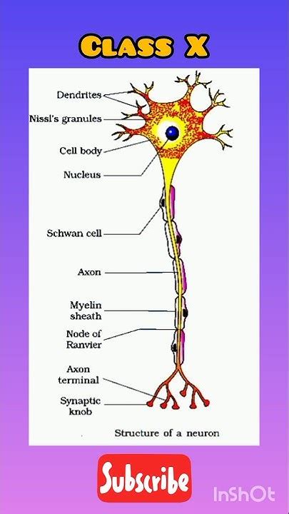 Image result for Neuron Structure CBSE 10 Class