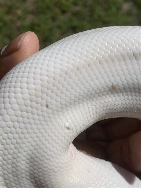 Image result for White Python Brown Spots