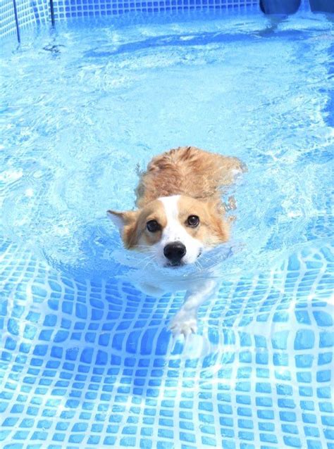 Cute Pet Python に対する画像結果