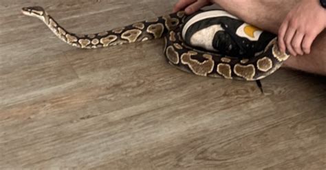 Toradh íomhá ar Twee Python's