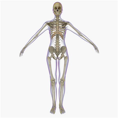 Image result for Female Skeleton for Drawing