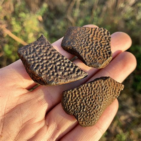 Image result for Piece of Turtle Shell