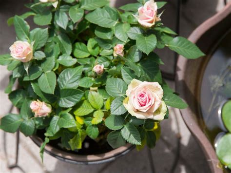 Roses in Containers or Pots に対する画像結果